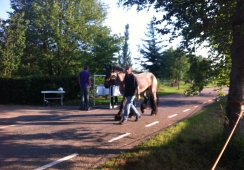 Foto's van Stichting Land van Cuijkse paardendagen Haps